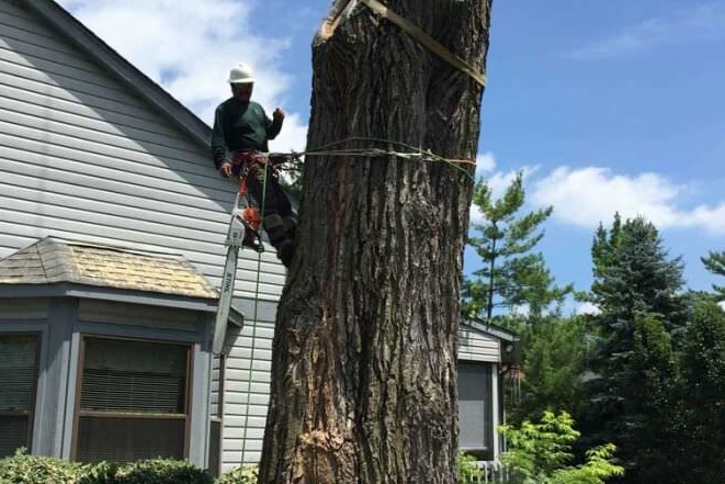 Protected Property During Tree Removal