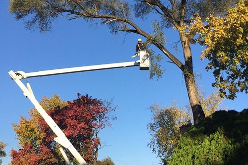 Tree Trimming & Pruning by DLL Landscaping & Tree Service in Central Ohio