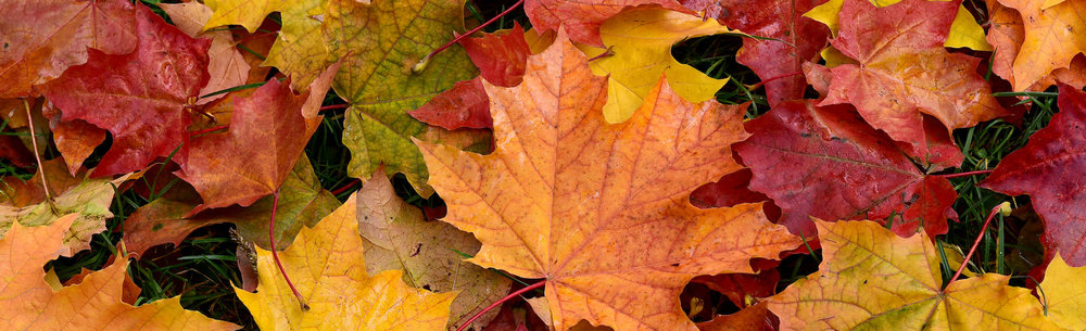Commercial Leaf Removal by DLL Landscaping & Tree Service in Central Ohio
