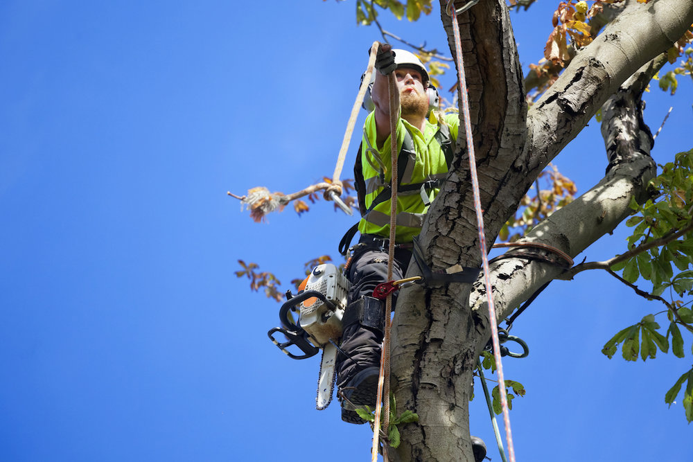 Professional tree care crew working safely in a mature tree