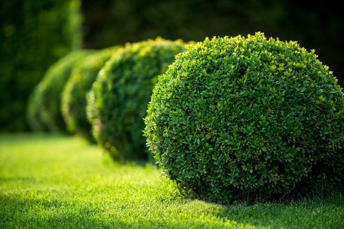 Shrub Trimming & Pruning by DLL Landscaping & Tree Service in Central Ohio